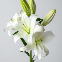 Інші штучні квіти