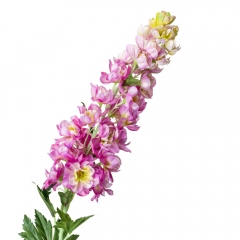 Люпин, сиреневый (8721-018)