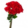 Букет троянд, червоний (8722-014)