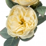 Пионовидная троянда (8721-023)