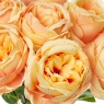 Букет троянд, кремовий (8722-022)