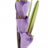 Тюльпани "Чарівність", фіолетові, 35 см (5004-001)