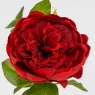 Троянда піоновидна, червона, 61 см (2026-018/red)