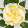 Штучна півонія, кремова, 70 см (2026-019/cream)