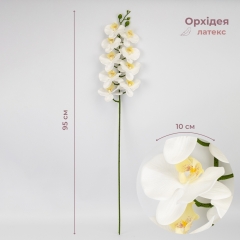 (2026-021/cream)