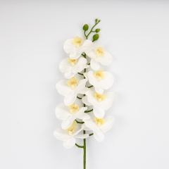 (2026-021/cream)