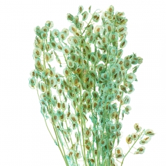 Лунария, бирюза (8430-032)