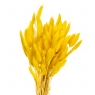 Лагурус, жовтий (8430-023)