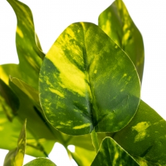 Ветка филодендрона цвета меланж (8001-013)