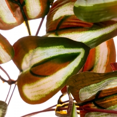 Ветка Зебрины (8001-014)