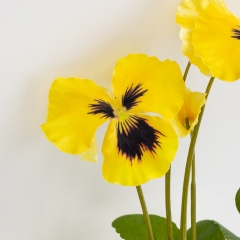 Братки штучні, жовті, 30 см (2028-024/yellow)