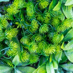 Фітомодуль штучний "Травʼяний мікс", 50*50 см (19295-025)