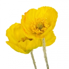 Мак желтый, 60 см (9160-042)