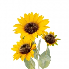 Искусственный подсолнух, 3 бутона, жёлтый, 65 см (9213-026)