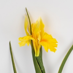Штучний ірис, жовтий, 70 см (2028-017/yellow)