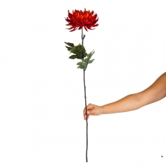 Хризантема "Оранжевый фейерверк", оранжевая (2000-075OG)