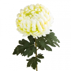 Хризантема "Мраморный вихорь", белая (2000-081WT)