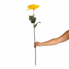 Хризантема "Теплый лучик", желтая (2000-085YL)