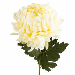 Хризантема "Золотая звезда", белая (2000-087WT)