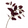 Букет "Сухоцвіт з бордовим листям" (8114-023)