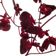 Букет "Тропічні квіти", бордовий (8114-026)