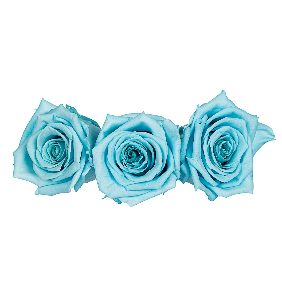 Стабилизированная роза, голубая (8430-020), Elisey