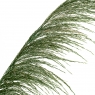 Сухоцвіт Очерет, Зелений (8430-047)