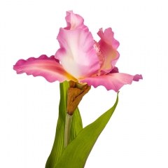 Цветок искусственный "Ирис алый закат" (2000-013PK)