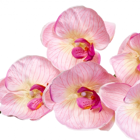 Орхідея ніжно рожева 137 см (2000-043PK)