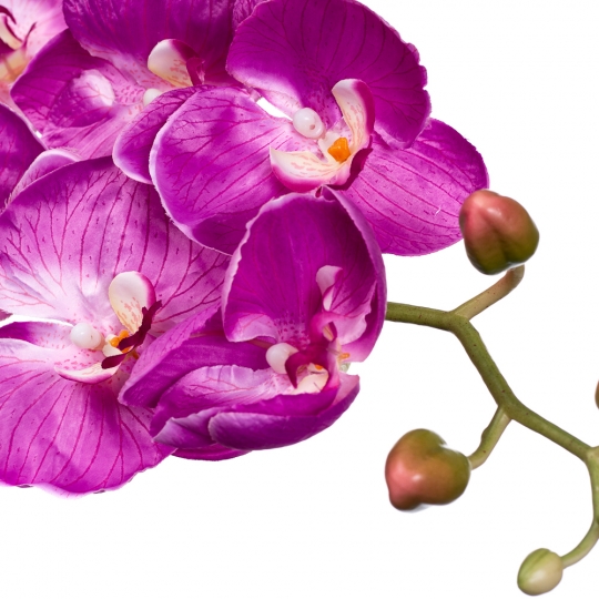 Орхідея малинова 137 см (2000-044PL)