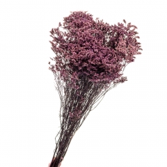 Кермек Розовый, стабилизированный (8213-056)