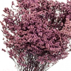 Кермек Розовый, стабилизированный (8213-056)