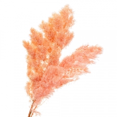 Роголистник Персиковый, стабилизированный (8213-058)