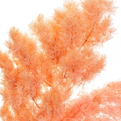 Роголистник Персиковый, стабилизированный (8213-058)