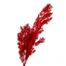 Роголисник Червоний, стабілізований (8213-062)