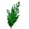 Роголисник Зелений, стабілізований (8213-063)