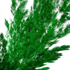 Роголистник Зеленый, стабилизированный (8213-063)