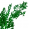 Роголисник Зелений, стабілізований (8213-063)