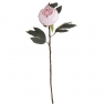 Півонія рожева, 66 см (8950-004)