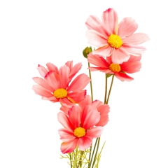 Космея (90 см) (011FO)