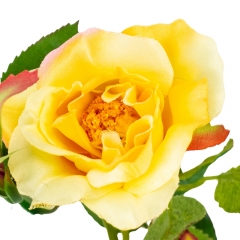 Камелия (75 см) (025F/orange)