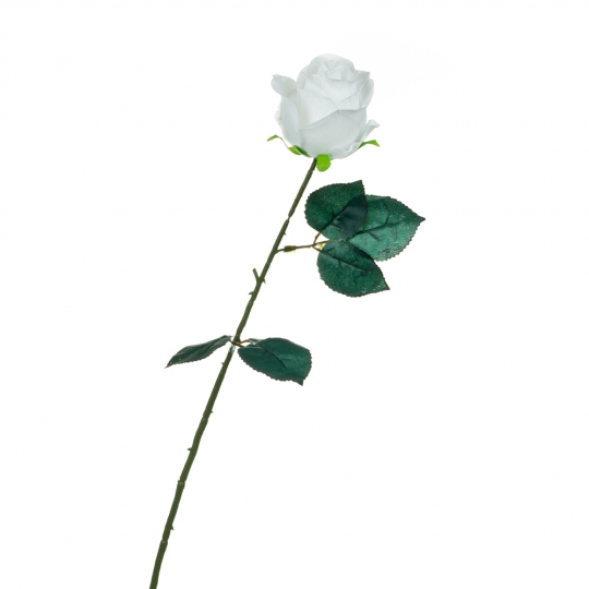 Троянда, біла, 69 (8717-034)