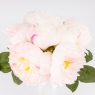 Букет півоній, 7 бутонів, пудровий, 28 см ВРЯТОВАНА ПОЗИЦІЯ (9259-113)