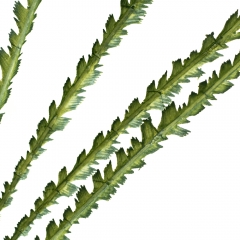 Декоративная ветка (8725-016)