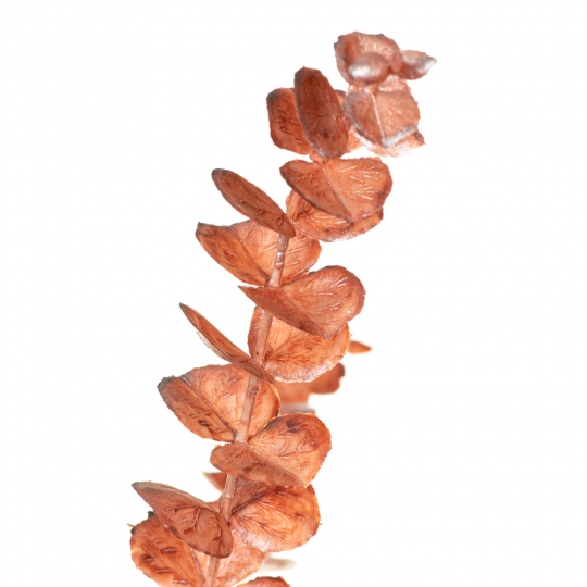 Гілка евкаліпта, помаранчева (8725-019)
