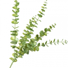 Веточка эвкалипта, зеленая (8725-020)