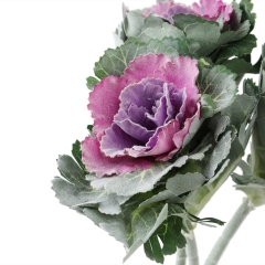 Брасика "Грация", фиолетовая (6018-083)