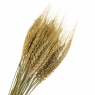 Колосся Пшениці, стабілізовані (8213-001)