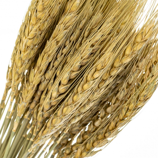 Колосся Пшениці, стабілізовані (8213-001)
