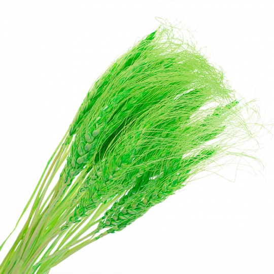 Пшениця Салатова, стабілізована (8213-003)